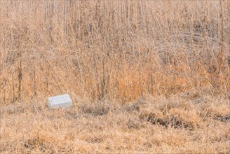 A Styrofoam containe discarded in a field with dry vegetation illustrates a pollution problem, in