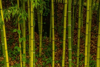 Closeup of small grove of bamboo plants in public wilderness park in South Korea