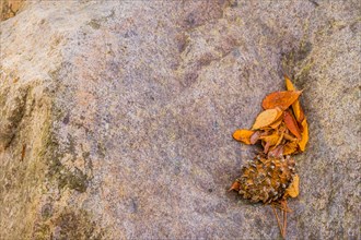 Dry autumn leaves and pine cones resting on a textured rock surface, in South Korea