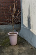 A solitary young tree in a pink pot stands beside a white wall with a brick section, in South Korea