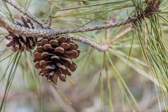 Close-up of pine cones hanging amongst pine needles on a tree branch, in South Korea