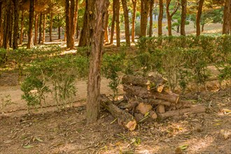 A small woodpile rests on the forest floor amidst green shrubs, in South Korea