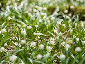 Spring snowdrop (Leucojum vernum), March snowdrop, March bell, large snowdrop. Amaryllis family