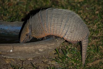 Giant armadillo (Priodontes maximus) Pantanal Brazil