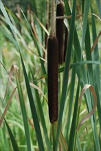 Close-up of a single brown bulrush amongst green reeds in a wetland setting