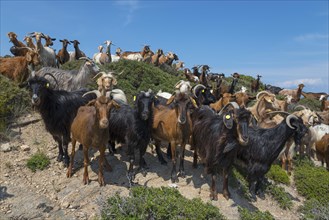 Goats of a herd standing on and next to rocks under a blue sky, Kriaritsi, Sithonia, Chalkidiki,