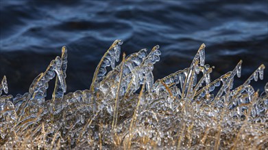 Icy grasses along the river, Fjallabak Nature Reserve, Sudurland, Iceland, Europe