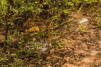 An old rusty animal cage abandoned in the forest, in South Korea