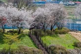 Beautiful cherry blossom trees at head of stairs in rural park