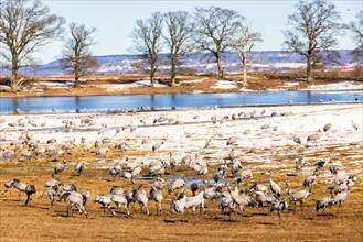 Cranes (grus grus) foraging on field with snow in early spring, Hornborgasjoen, Sweden, Europe