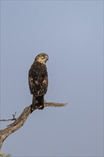 Black-chested snake eagle (Circaetus pectoralis), Mziki Private Game Reserve, North West Province,