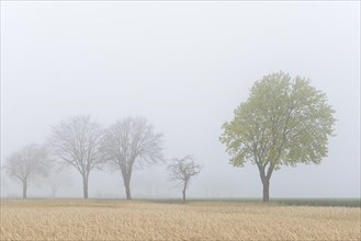 Deciduous trees, maple (Acer) in bloom in fog, spring, North Rhine-Westphalia, Germany, Europe