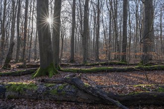 Deciduous forest in winter, deadwood overgrown with moss, backlit with sun star, Thuringia,