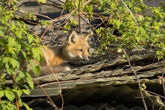 Red fox. Vulpes vulpes. Red fox resting on the roof of an old barn. .Province of Quebec. Canada