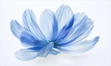 A light blue brush stroke forming a chamomile petal. Chamomile flower painted on white background