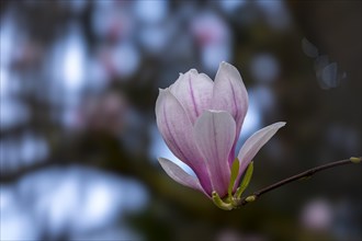 Blossom of a magnolia (Magnolia), magnolia blossom, magnolia x soulangeana (Magnolia xsoulangeana),