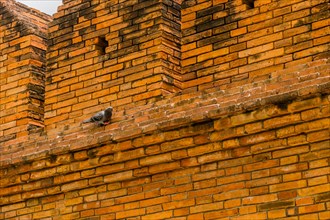 A solitary pigeon perched on a textured brick wall, in Chiang Mai, Thailand, Asia