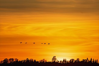 Flock of cranes (grus grus) flying above a woodland at sunset