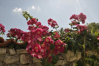 Roses on a wall in Talmon sur Gironde