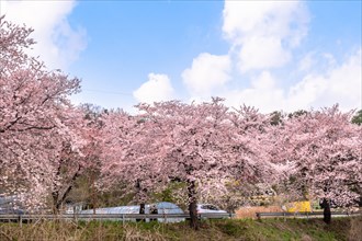 Beautiful cherry blossom trees on side of rural road under blue sky with puffy white clouds in
