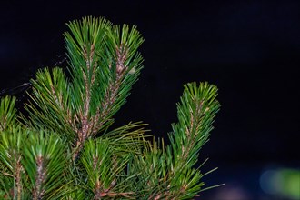Closeup of pine tree needles with dark background taken after sunset in South Korea