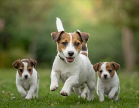 Dog, Jack Russell Terrier with puppies running around, AI generated, AI generated