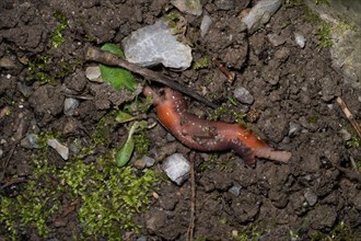Earthworm (Lumbricidae), mating between moss and stones at the edge of a path, Velbert, North