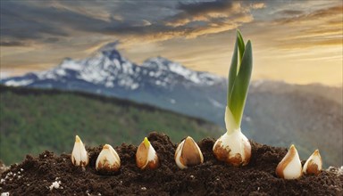 Tulip bulb germinates, the young sprout emerges from the earth, symbol, AI generated, AI generated