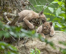 Eurasian lynx (Lynx lynx), two cubs playing, captive, Bavarian Forest, Bavaria, Germany, Europe