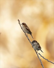 House sparrows (Passer domesticus), house sparrows sitting on a branch in the sunset, background