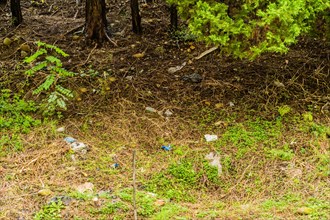 Forest ground with scattered trash highlighting environmental neglect and pollution, in South Korea