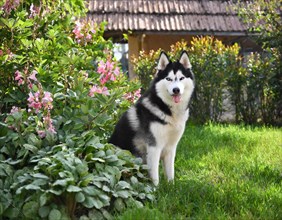 Dog, husky, whole figure, outside, in the garden, AI generated, AI generated