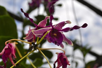 Orchid, sarawak, malaysia