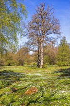 Meadow with trees and flowering wood anemone (Anemone nemorosa) a sunny spring day