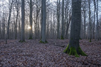 Deciduous forest in winter, backlit with sun star, Thuringia, Germany, Europe