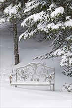 Forest, bench under tree branches covered with snow, Province of Quebec, Canada, North America