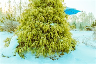 Winter landscape of vibrant lurch evergreen tree in front of a blue umbrella awning in a snow