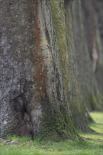 Left side of a tree avenue in spring, tree bark, in the foreground and on the sides some green