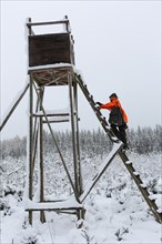 Wild boar (Sus scrofa) Hunter in warning clothing climbs high seat in the snow, Allgaeu, Bavaria,