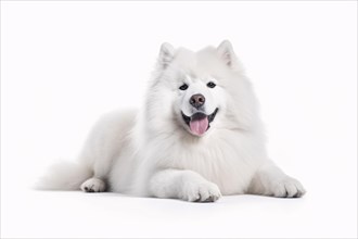 Samoyed dog on white background. KI generiert, generiert, AI generated
