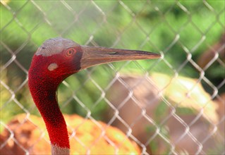 Close up of a Sarus Crane or Grus antigone behind a chain link fence at rehabilitation center in