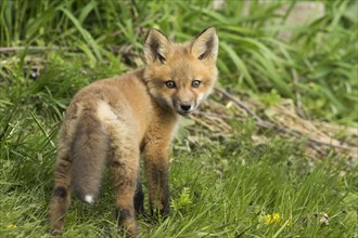 Red fox. Vulpes vulpes. Red fox cubs standing in a meadow and watching. .Province of Quebec. Canada