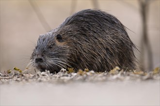 Nutria (Myocastor coypus), wet, walking over ground to the left with nose close to the ground,