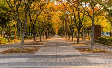 Tranquil park pathway with trees and benches in autumn, in South Korea