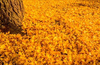 A lush blanket of golden yellow ginkgo leaves covers the ground in an autumn scene, in South Korea