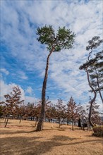 A single tall pine tree stands against a blue cloudy sky surrounded by dry grass, in South Korea