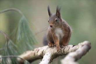 Eurasian red squirrel (Sciurus vulgaris), running on a thick branch and looking attentively to the