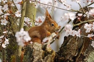 Eurasian red squirrel (Sciurus vulgaris) sitting in a flowering tree, Hesse, Germany, Europe