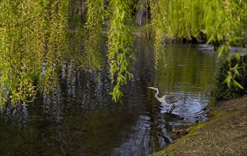 Grey heron (Ardea cinerea) fishing in pond under weeping willow, Stuttgart, Baden-Wuerttemberg,