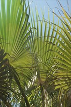 Sunlight filters through vibrant green palm leaves against a clear blue sky